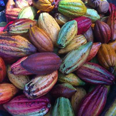 Blog-Messico: Cacao & Cioccolato