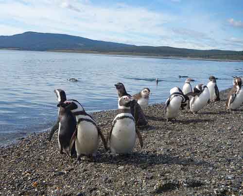 tour-argentina-valdez-patagonia-terra-del-fuoco