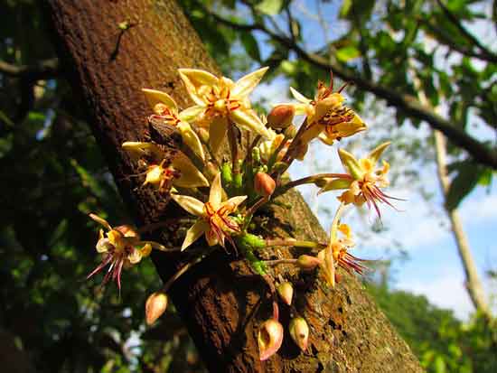 blog-massico-cacao-fiori-550p