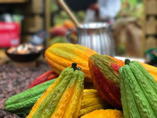 blog-massico-cacao3-550p