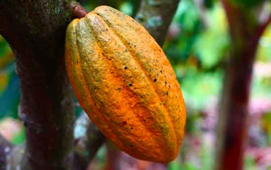 blog-massico-cacao4-550p