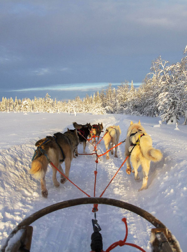 tour Rovaniemi e villaggio di Babbo Natale