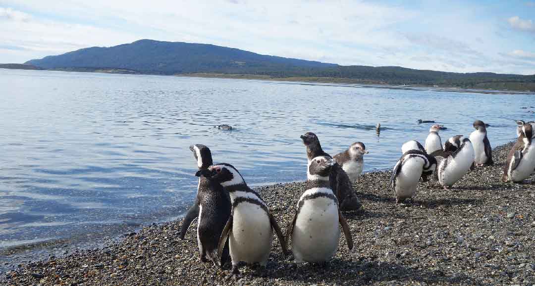 tour Argentina: Valdes Patagonia e Terra del Fuoco